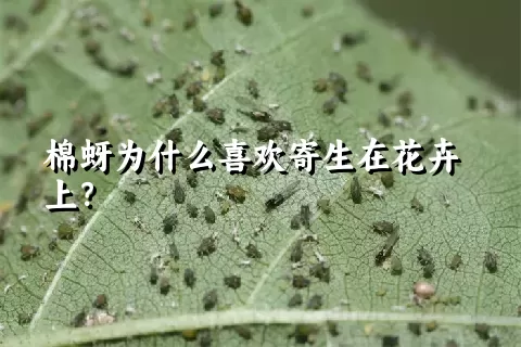 棉蚜为什么喜欢寄生在花卉上？