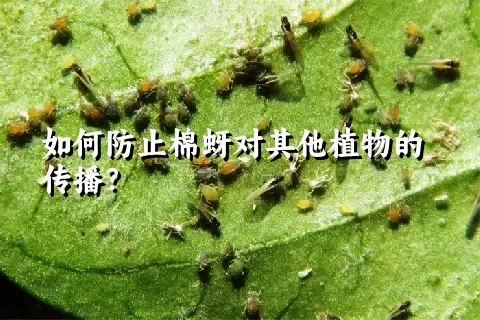 如何防止棉蚜对其他植物的传播？