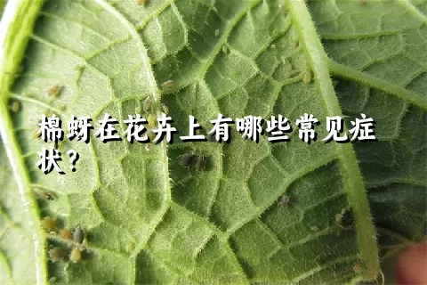 棉蚜在花卉上有哪些常见症状？