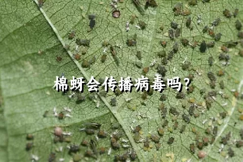 棉蚜会传播病毒吗？