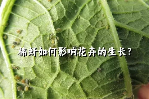 棉蚜如何影响花卉的生长？