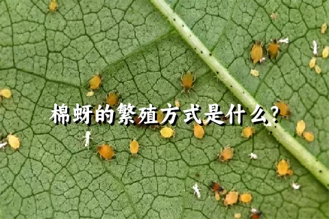 棉蚜的繁殖方式是什么？