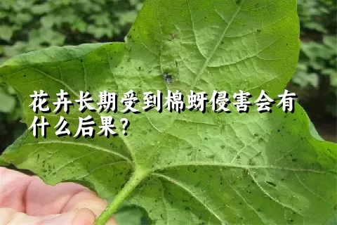 花卉长期受到棉蚜侵害会有什么后果？