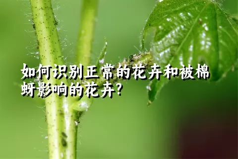 如何识别正常的花卉和被棉蚜影响的花卉?