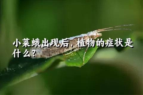 小菜蛾出现后，植物的症状是什么？