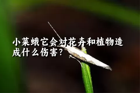 小菜蛾它会对花卉和植物造成什么伤害？