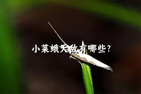 小菜蛾天敌有哪些？