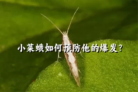 小菜蛾如何预防他的爆发？