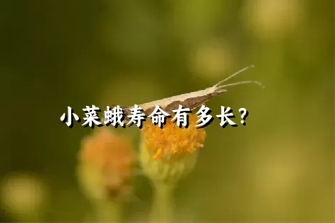 小菜蛾寿命有多长？    