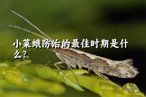 小菜蛾防治的最佳时期是什么？