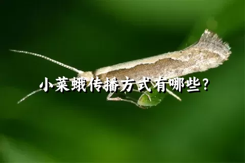 小菜蛾传播方式有哪些？