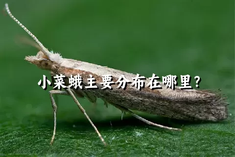 小菜蛾主要分布在哪里？