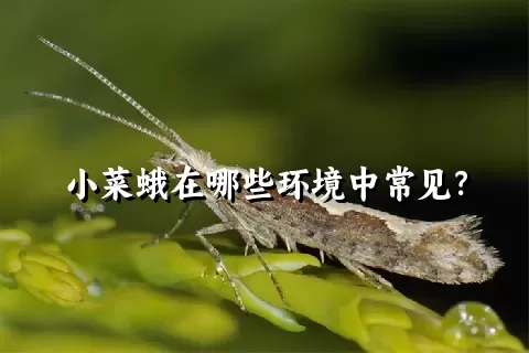 小菜蛾在哪些环境中常见？