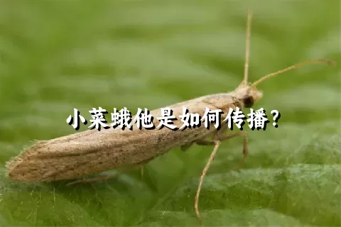 小菜蛾他是如何传播？