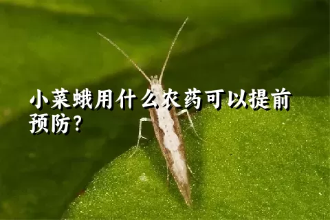 小菜蛾用什么农药可以提前预防？