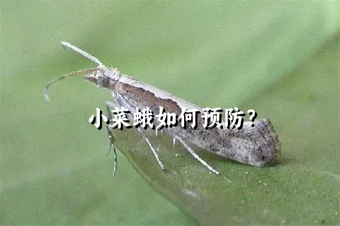 小菜蛾如何预防？