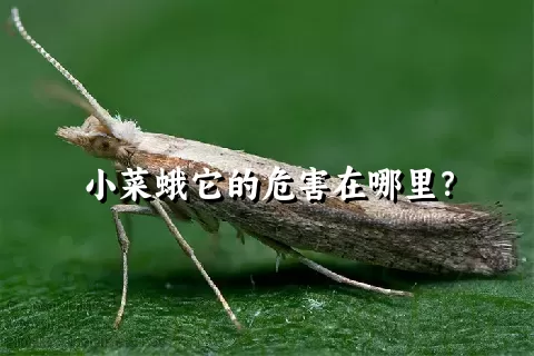 小菜蛾它的危害在哪里？