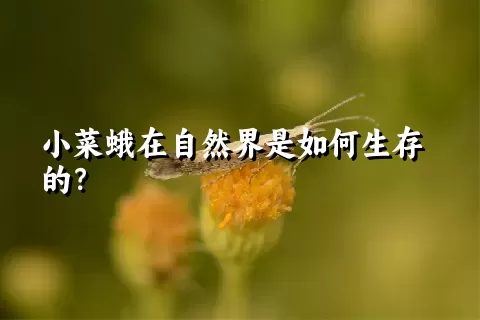 小菜蛾在自然界是如何生存的？