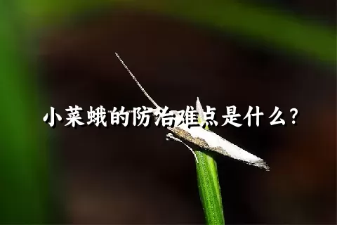 小菜蛾的防治难点是什么？