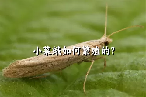 小菜蛾如何繁殖的？