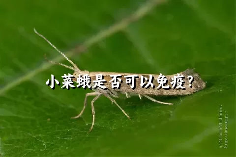 小菜蛾是否可以免疫？