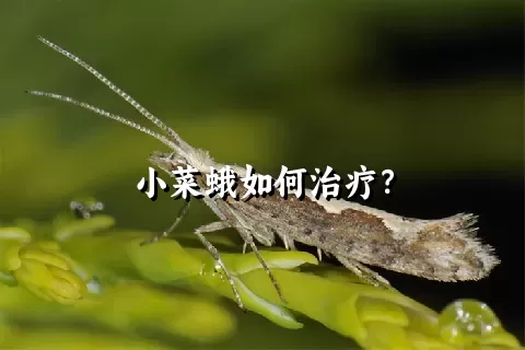 小菜蛾如何治疗？