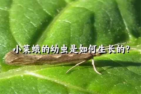 小菜蛾的幼虫是如何生长的？