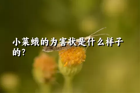 小菜蛾的为害状是什么样子的？