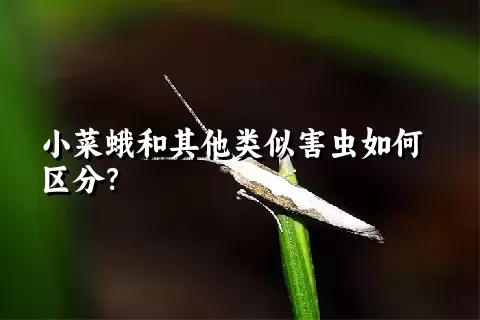 小菜蛾和其他类似害虫如何区分？