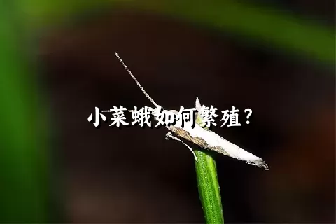 小菜蛾如何繁殖？