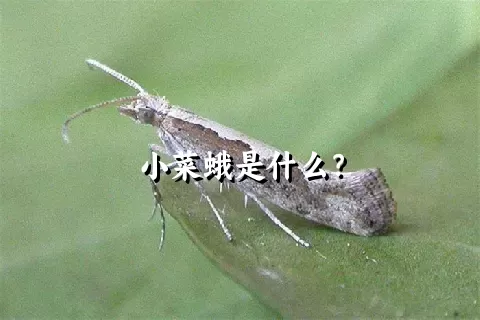 小菜蛾是什么？