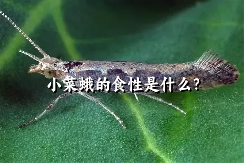 小菜蛾的食性是什么？