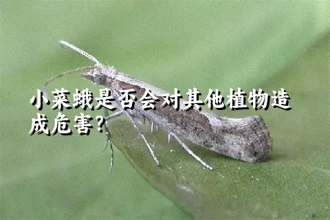 小菜蛾是否会对其他植物造成危害？