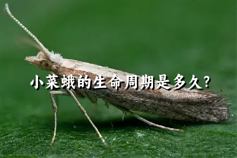 小菜蛾的生命周期是多久？