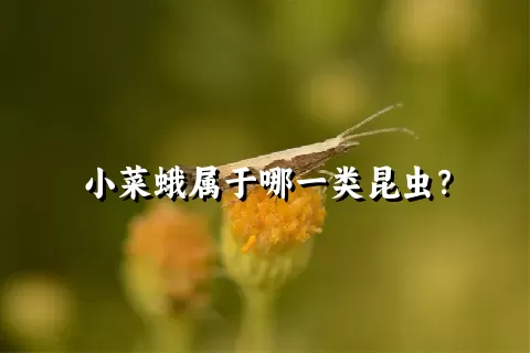 小菜蛾属于哪一类昆虫？