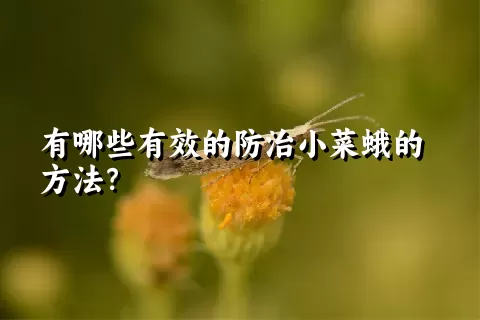 有哪些有效的防治小菜蛾的方法？