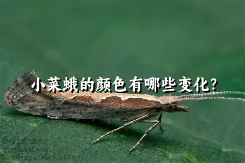 小菜蛾的颜色有哪些变化？