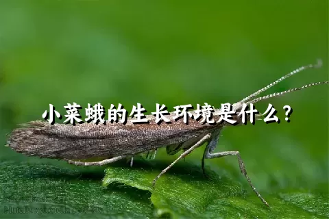 小菜蛾的生长环境是什么？