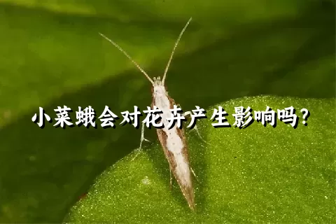 小菜蛾会对花卉产生影响吗？