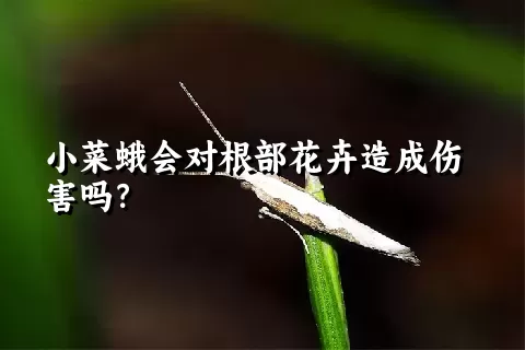 小菜蛾会对根部花卉造成伤害吗？