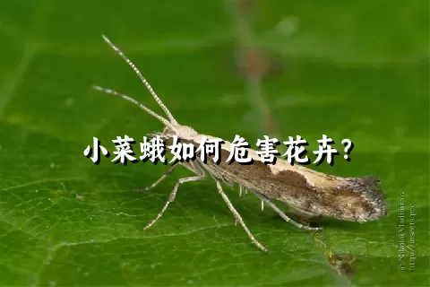 小菜蛾如何危害花卉？