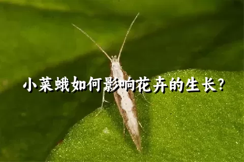 小菜蛾如何影响花卉的生长？