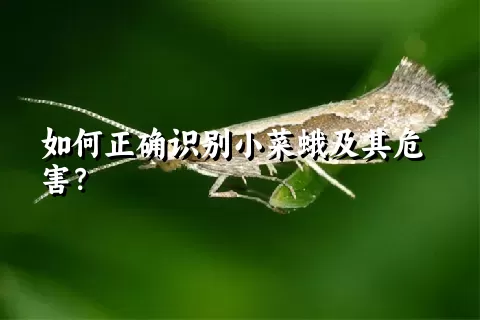 如何正确识别小菜蛾及其危害？