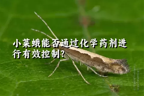 小菜蛾能否通过化学药剂进行有效控制？