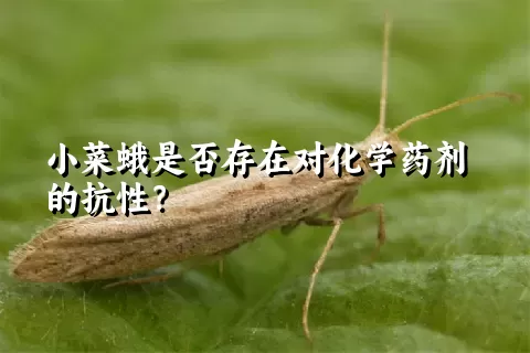 小菜蛾是否存在对化学药剂的抗性？