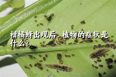 柑橘蚜出现后，植物的症状是什么？