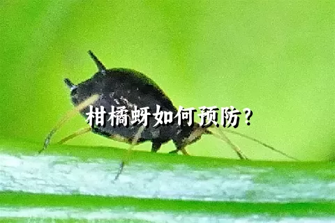 柑橘蚜如何预防？