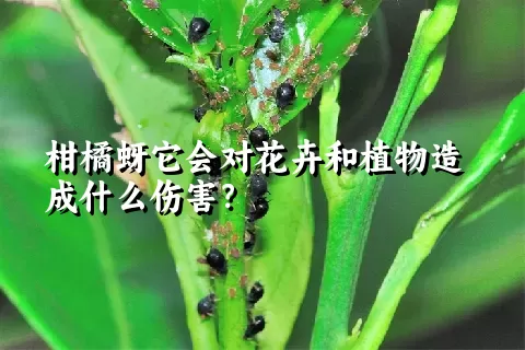 柑橘蚜它会对花卉和植物造成什么伤害？