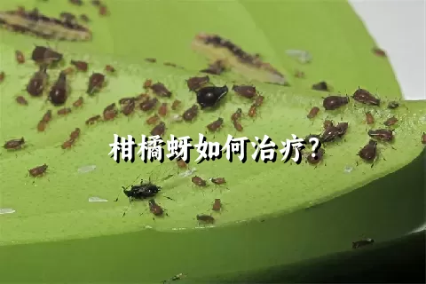 柑橘蚜如何治疗？