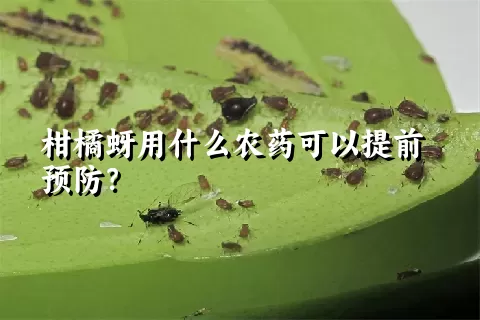 柑橘蚜用什么农药可以提前预防？